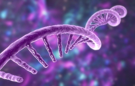 RNA 疫苗生产关键：质粒下游纯化工艺路线与优化策略